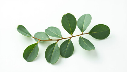 Elegant Eucalyptus Branch