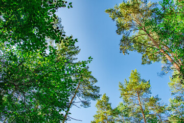 View from below of a bright blue sky framed by lush green foliage and tall pine trees. A peaceful...