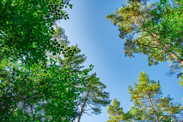 View from below of a bright blue sky framed by lush green foliage and tall pine trees. A peaceful and natural scene showcasing the beauty of a sunny day in the forest.