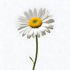 Naklejka premium A white daisy flower with a yellow center on a green stem against a white background