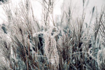 Fototapeta premium A serene and minimalist image of dry grass in soft, muted tones. The close-up perspective captures the delicate texture and natural patterns of the stalks, evoking a calm and tranquil atmosphere. Perf