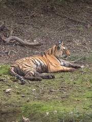 Tiger resting in natural habitat 