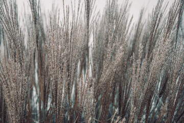Fototapeta premium A serene and minimalist image of dry grass in soft, muted tones. The close-up perspective captures the delicate texture and natural patterns of the stalks, evoking a calm and tranquil atmosphere. Perf