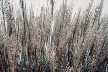 Fototapeta premium A serene and minimalist image of dry grass in soft, muted tones. The close-up perspective captures the delicate texture and natural patterns of the stalks, evoking a calm and tranquil atmosphere. Perf