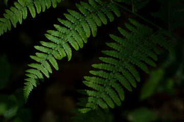 Green fern taken in the forest.