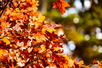 Fall Leaves by pond Chatham Massachusetts 