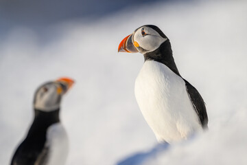 Atlantic puffin (Fratercula arctica) at Hornøya island, Norway