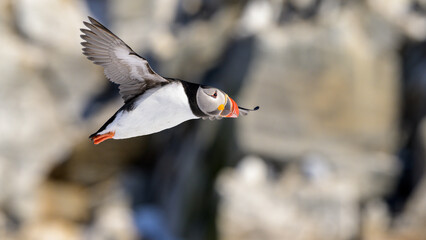 Atlantic puffin (Fratercula arctica) at Hornøya island, Norway