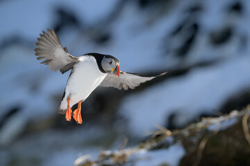 Atlantic puffin (Fratercula arctica) at Horn&oslash;ya island, Norway