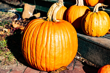 close off pumpkins on fall day