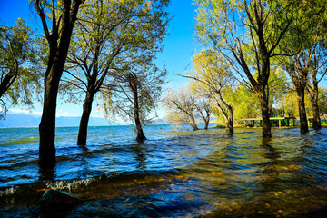 Obraz premium trees, water,waves,sunlight