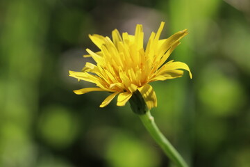 FloresDeOutono_Ed_11_11_24 