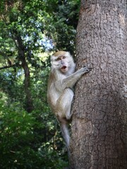 A wild monkey perched on a tree, gazing curiously at its surroundings. The natural landscape adds an exotic vibe perfect for nature