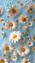 Obraz premium Seamless Pattern of Daisies on Light Blue Background with Fresh Feel