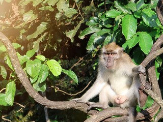 A wild monkey relaxing on a tree branch, surrounded by lush green leaves. Capturing a natural expression and serene jungle vibe