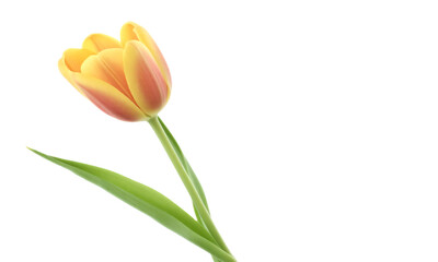 Fototapeta premium a Tulip isolated on transparent background