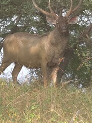 Wildlife standing proud and handsome 