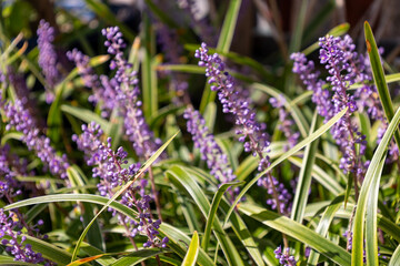 ヤブラン（リリオペ）