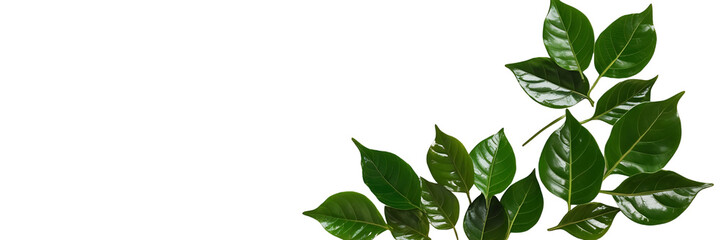 Fototapeta premium Lush green leaves isolated on a black background.