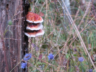 Pilze im Herbst 2024