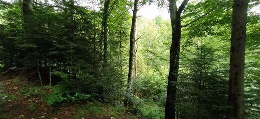 Trunks in the Dense Carpathian Forest - Western Ukraine