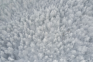 Top view of snowy forest. Winer landscape with pine trees covered in snow, aerial view