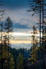 Serene forest landscape at sunset