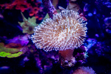 Sea anemone in the aquarium