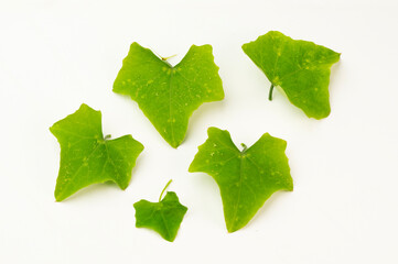 Bunch of Ivy Gourd Leaves Isolated on White Background. Green leaves. Ivy gourd Thai vegetable. ivy...
