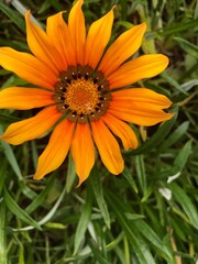 Orange flower 