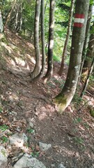 beautiful green nature in the wood