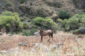wild horse in the nature in maountains