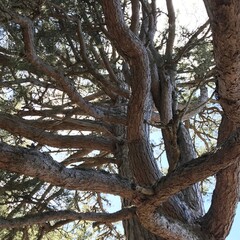 beautiful green nature in the wood