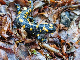 salamander in the leaves in the wood