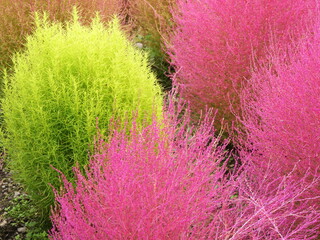 Green and magenta red kochia aslo called summer cypress. Colorful shrub and ornamental plants in garden in fall