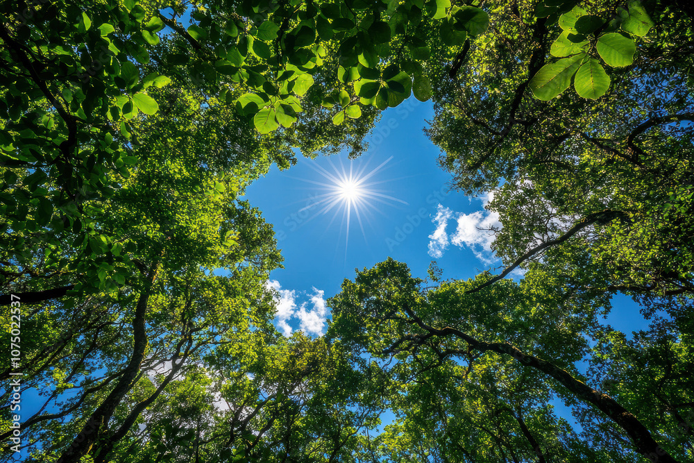 Poster sun shining through green trees canopy in springtime