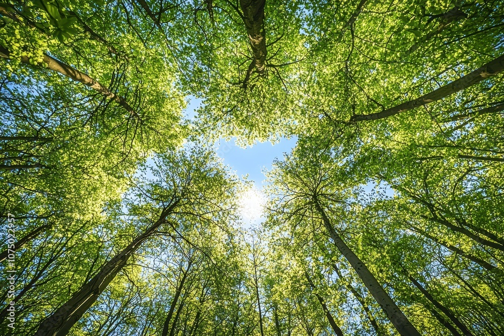 Poster sunlight shining through canopy of tall trees in spring