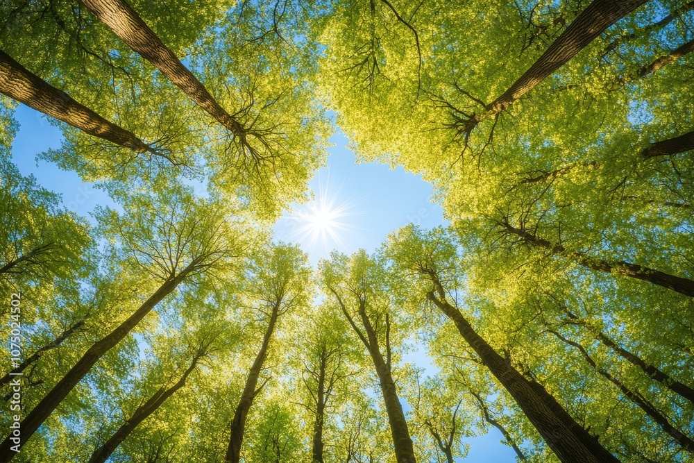 Poster Sunlight shining through canopy of tall trees in spring