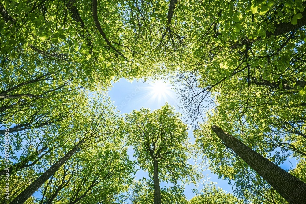 Poster sun shining through green trees canopy in springtime