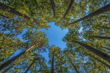 Fototapeta premium Tall trees reaching for the clear blue sky in a lush forest canopy