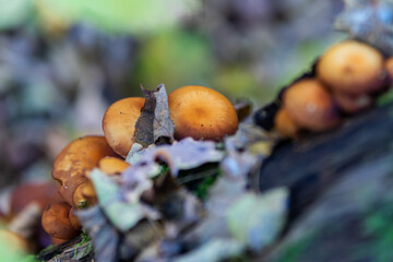 mushrooms in the forest