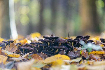 mushrooms in the forest