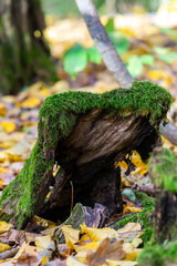 autumn leaves on the ground