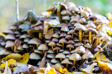 mushrooms in the forest
