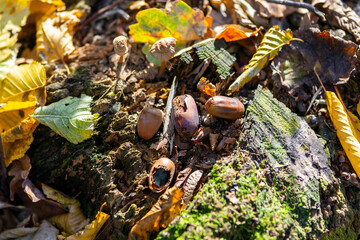 autumn leaves on the ground