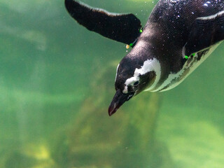 Close-up of a penguin swimming underwater, gliding through the water with its wings spread out. Captures the agility and beauty of the penguin in its natural habitat.