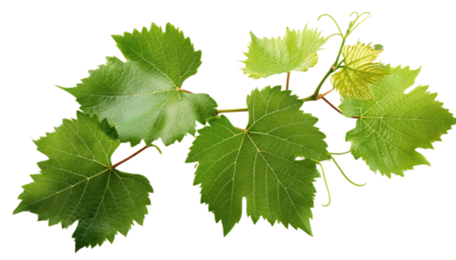 A vibrant green grapevine leaf cluster showcasing nature's lush beauty and vitality, transparent background