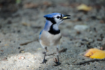Blauhäher
