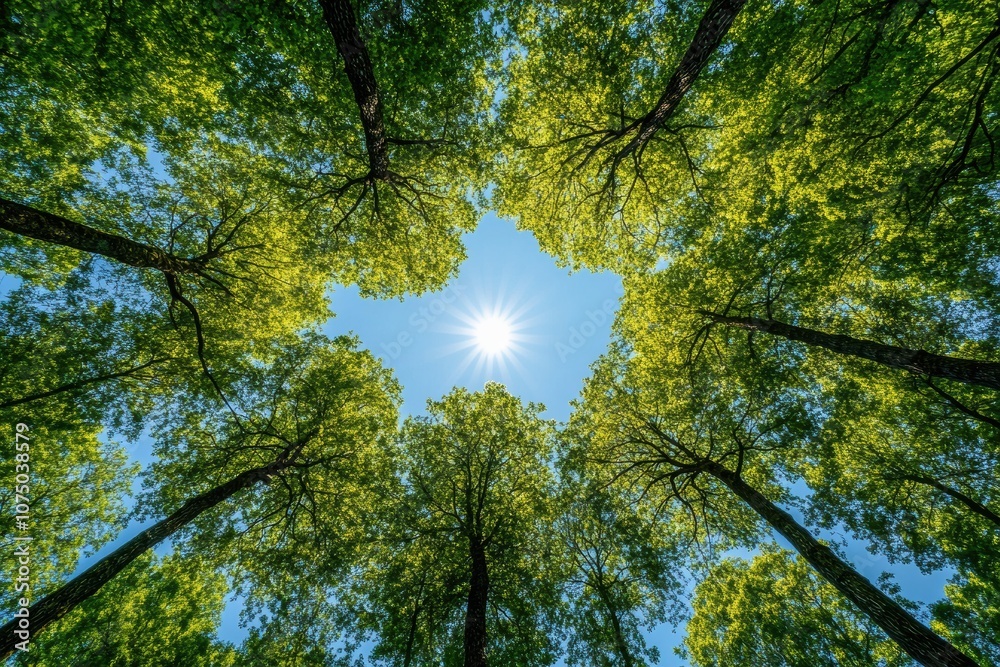 Poster sun shining through lush green canopy of trees in forest