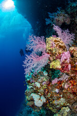 Underwater photo captures from Red Sea in Egypt.